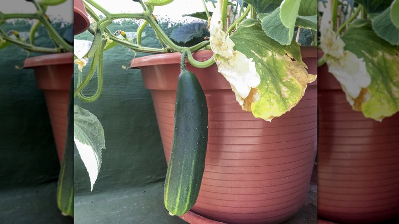 Cucumber growing in a container with one large fruit visible
