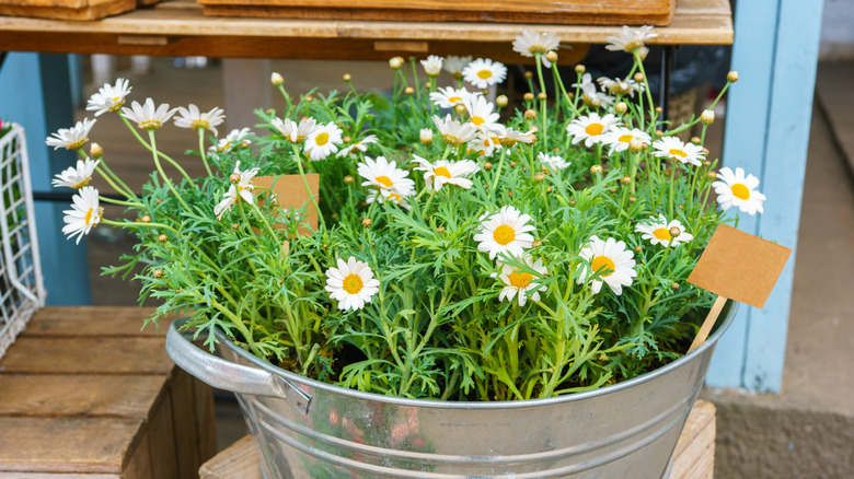 Blooming daises growing in a metal bucket