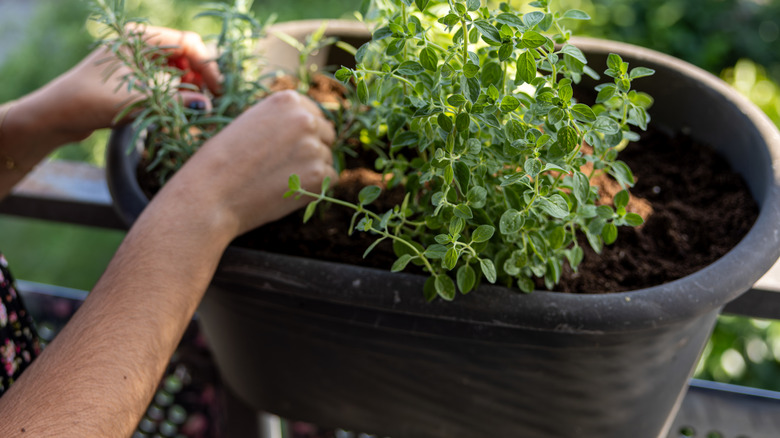 Hands tending to oregano and rosemary herbs in a black container