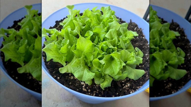 Top view of green lettuce growing in a blue bucket