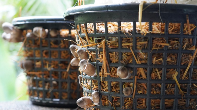 Tiny brown mushrooms growing from the side of a black plastic basket