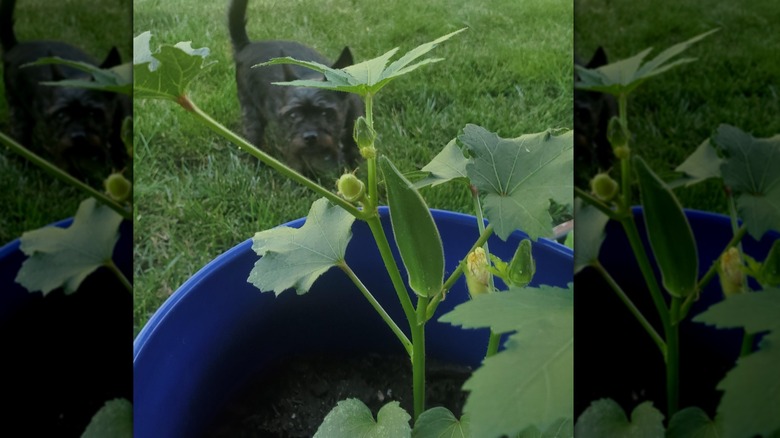 Okra plant growing in a blue bucket with a small dog in the background
