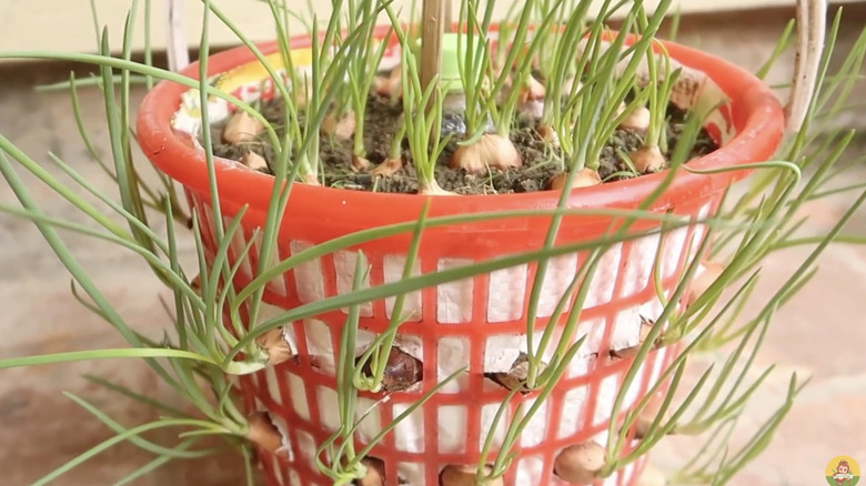 Onion seedlings growing from a red plastic basket