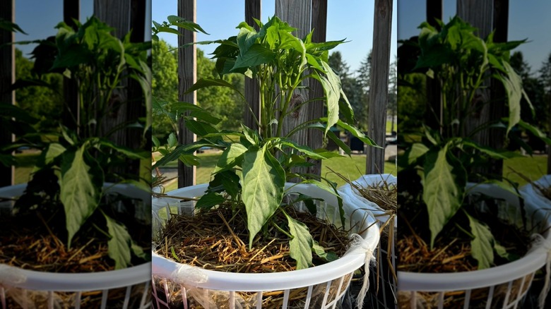Large green pepper plant growing from a white plastic basket