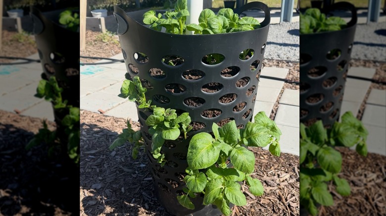 Green leaves of potato plants growing from the top and side holes of a tall laundry basket