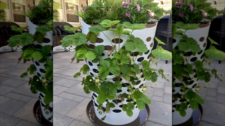 Green leaves of strawberries growing from the side holes of a tall white laundry basket