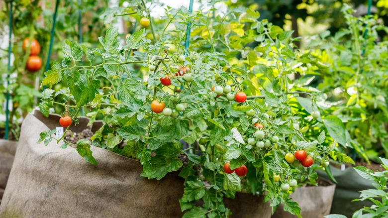 Small bushy tomatoes growing in grow bags
