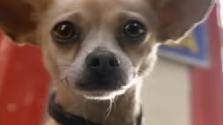 Gidget the Taco Bell chihuahua looking at the camera