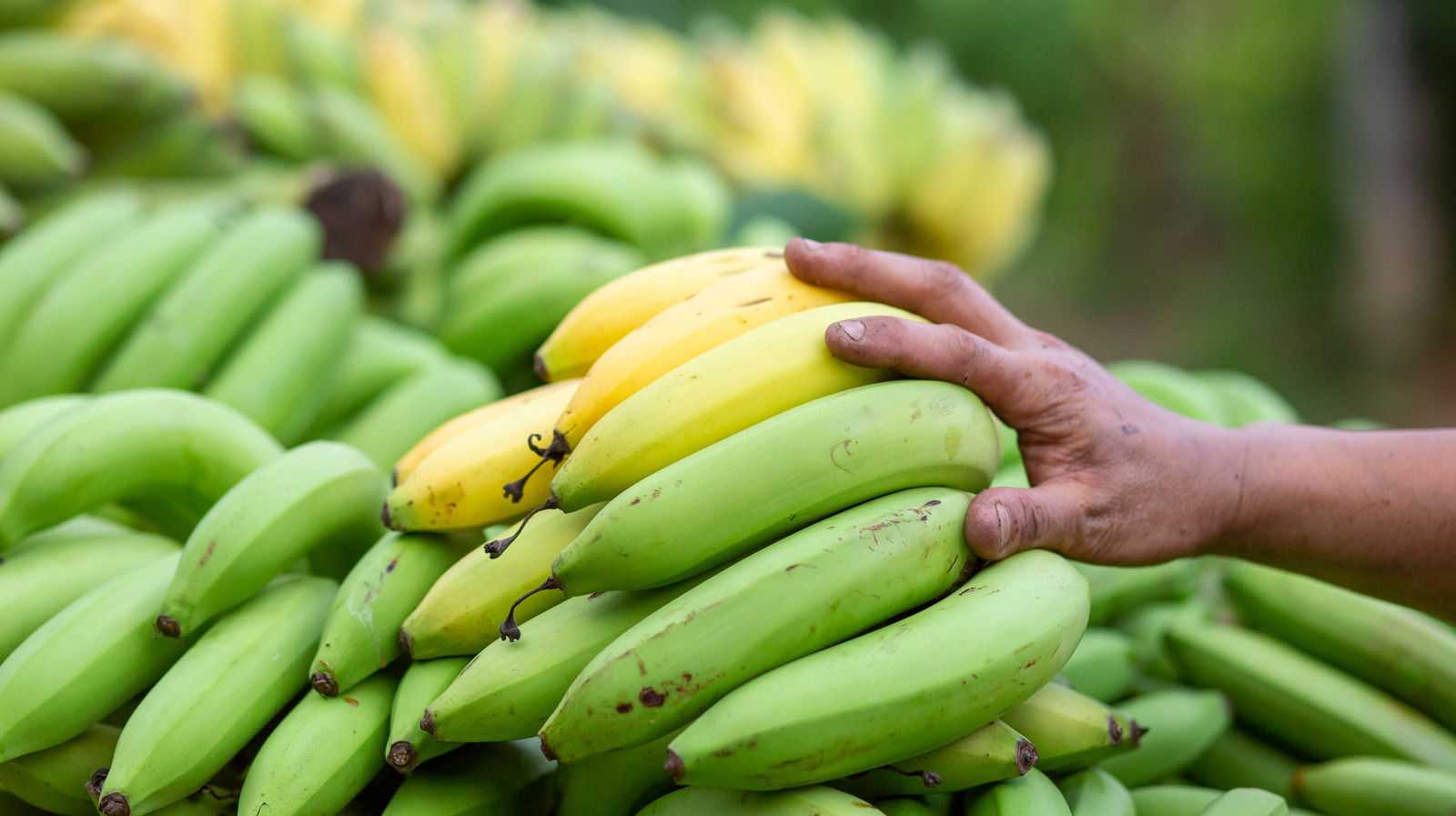 Plantain Vs Banana Taste