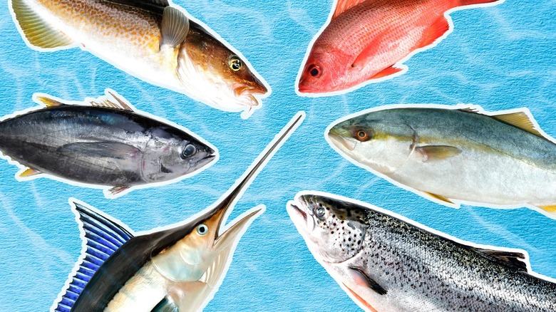 multiple fish types