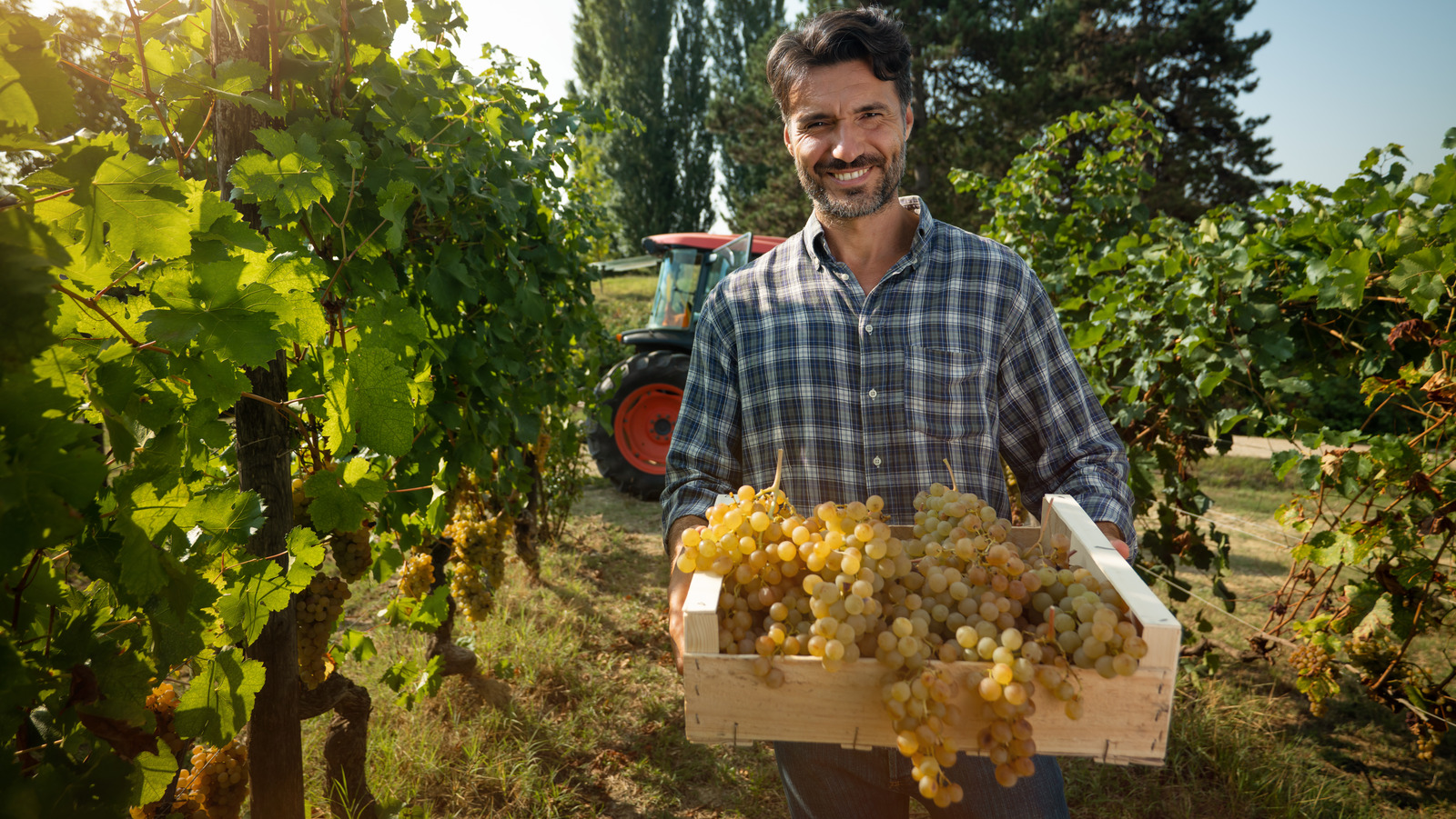 13 Types Of Natural Wine Explained