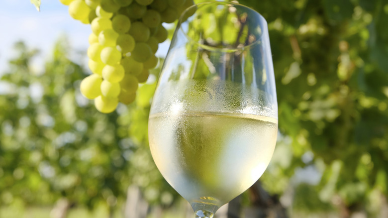 white wine glass with grape bunches in vineyard