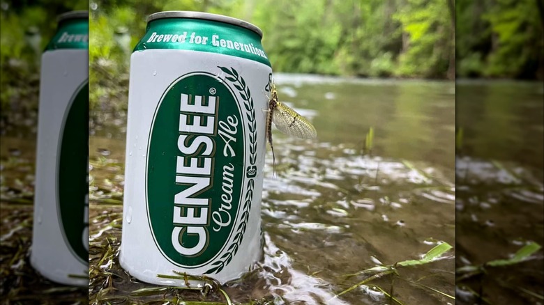 Can of Genny Cream Ale sitting in water alongside river