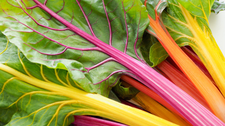 a close-up of rainbow chard leaves and stems