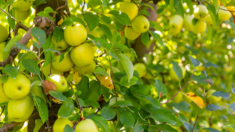 Golden Delicious apples on trees