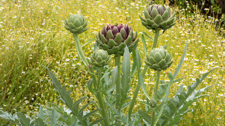 Artichokes growing in field