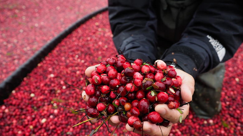 Hands holding cranberries in a bog