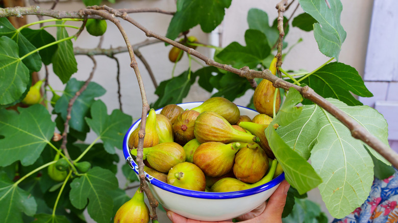 Hand holding a bowl filled with ripe green and yellow figs, in front of plant