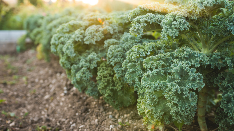 Kale growing in fields