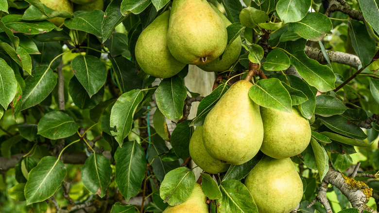 Pears hanging on trees