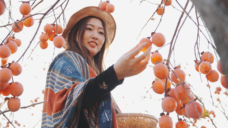 Person in hat and shawl harvesting ripe persimmons outdoors
