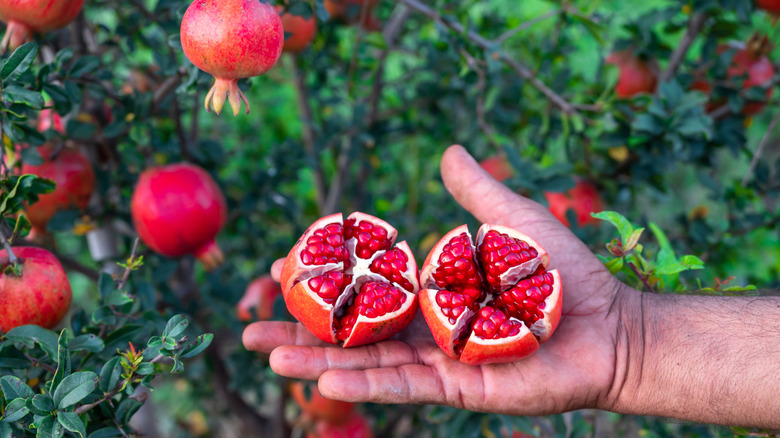Hand holding a sliced pomegranate in front of fruit trees
