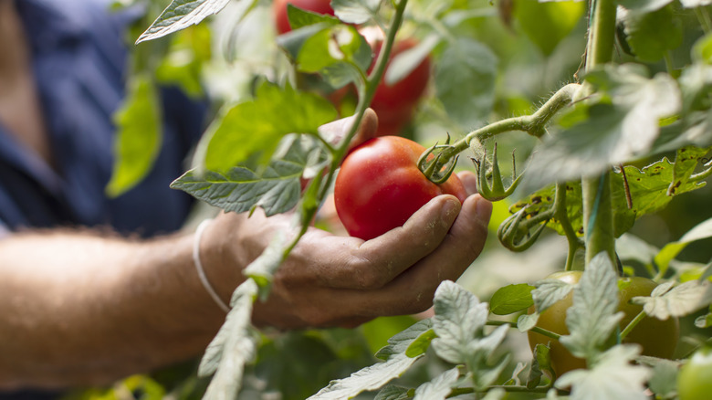 Person picking ripe tomato 