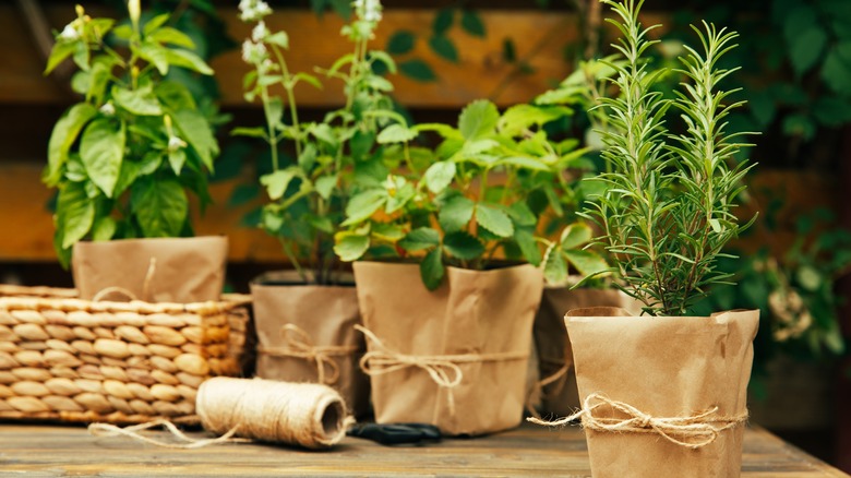 herbs in planters
