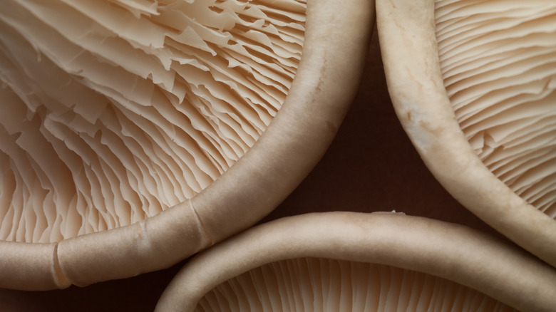 Mushrooms up close with a brown background