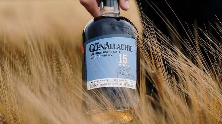 A hand holding a bottle of The GlenAllachie 15-year in a field of barley