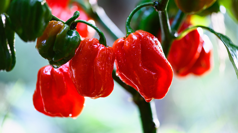 Ripening red habanero peppers