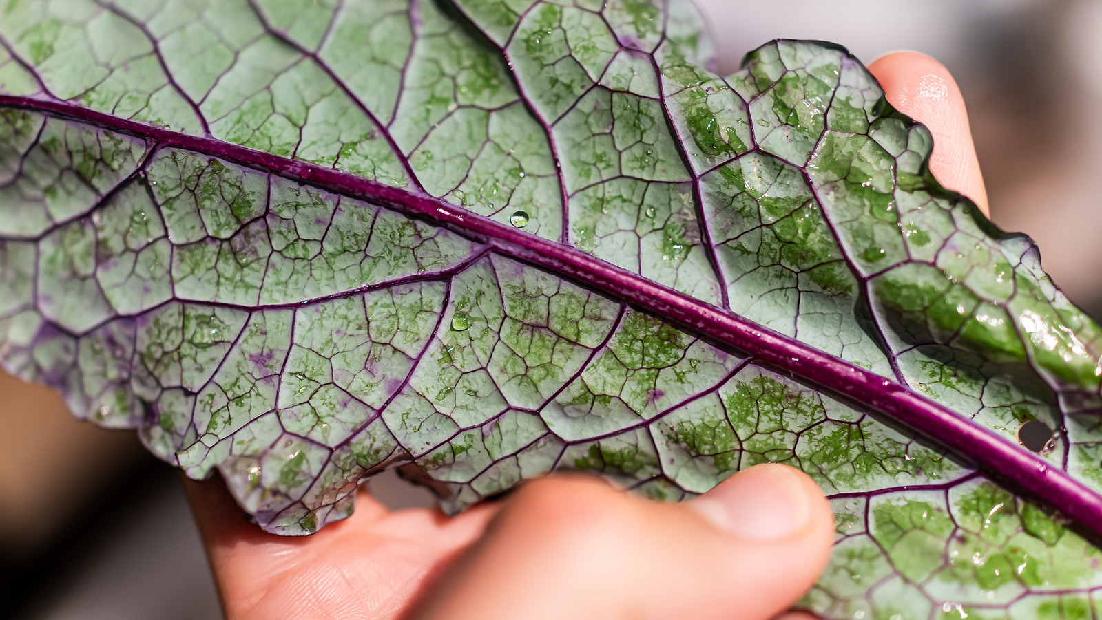 14 Ways To Use Up Your Leftover Kale Stems