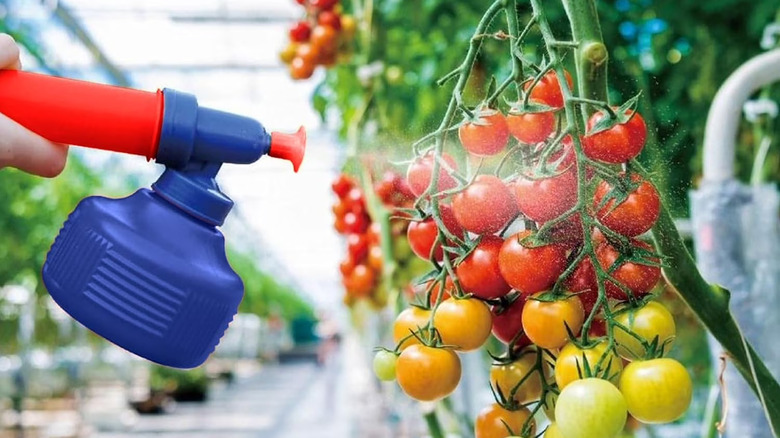 Red and blue plastic crop sprayer, spraying cherry tomatoes