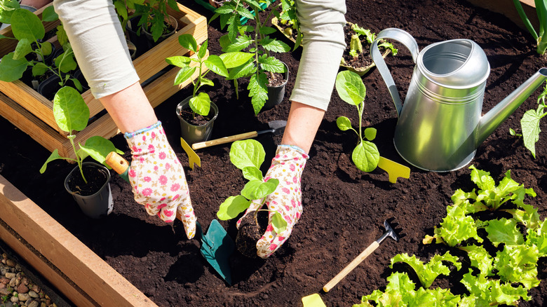 Person with floral gloves planting vegetable seedlings into soil