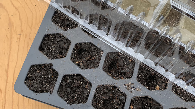 Black plastic seed tray filled with soil