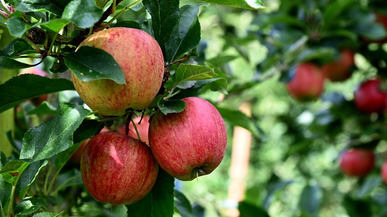 Ripe Gala apples hanging from a tree