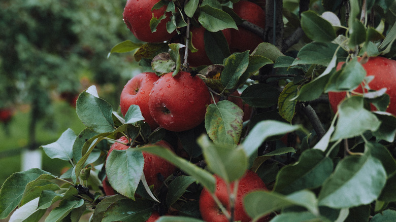 Zestar! apples on a tree