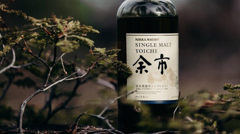 A bottle of Nikka Yoichi single malt whisky posed amount delicate branches