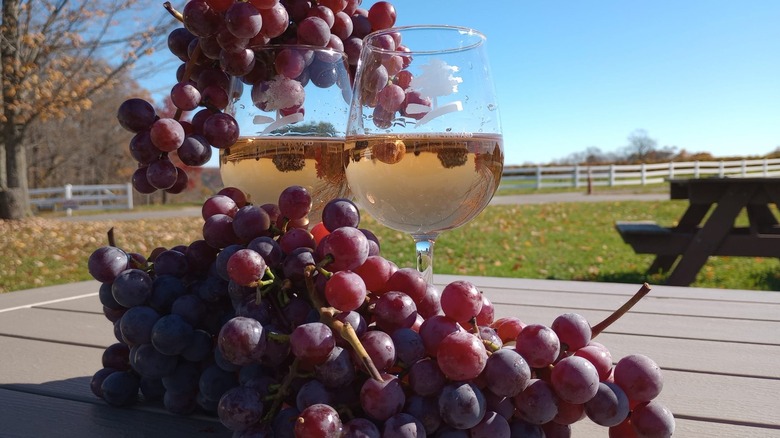 Two glasses of wine with red grapes, with an autumn picnic scene in the background