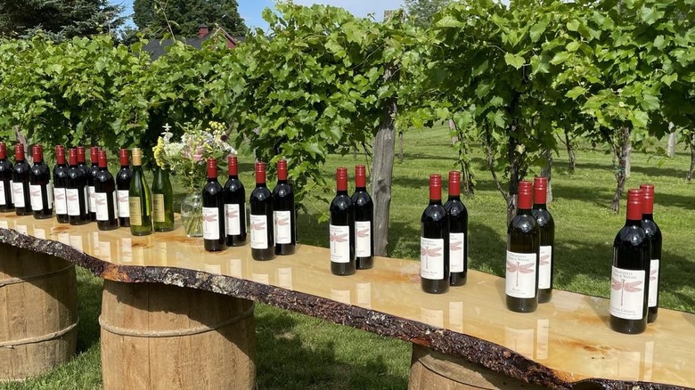 Over a dozen bottles of wine on a wooden table held up by barrels, with a vineyard in the background