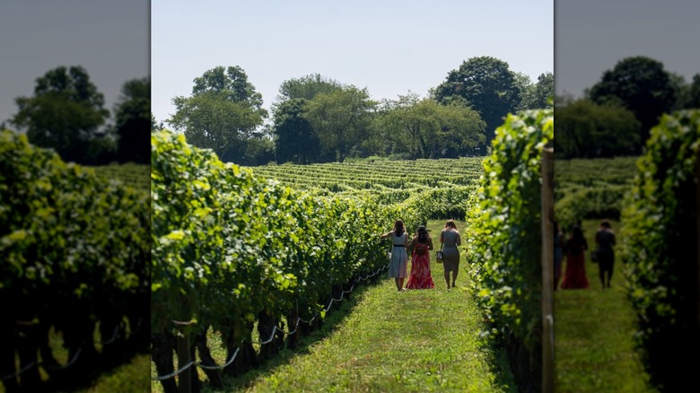 Patrons outside on the patio and lawn at Newport Vineyards