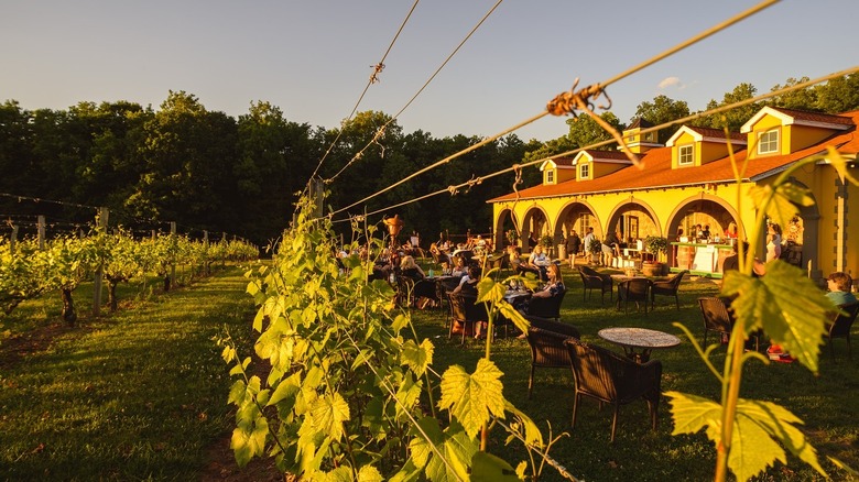 Vineyard to the left and center, with winery and seating area with patrons to the right