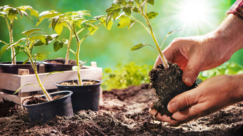 Hands planting seedlings in soil