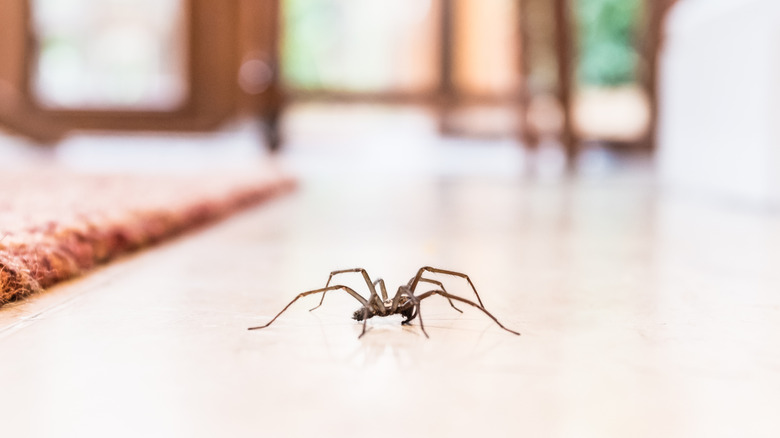 spider crawling on tiled floor