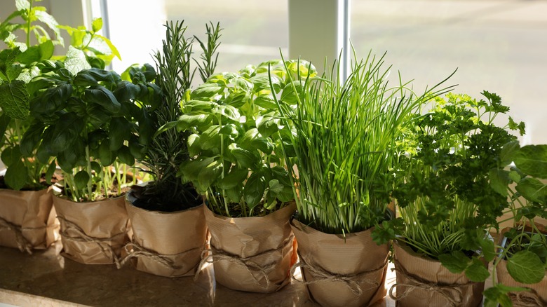 Variety of herbs in windowsill 