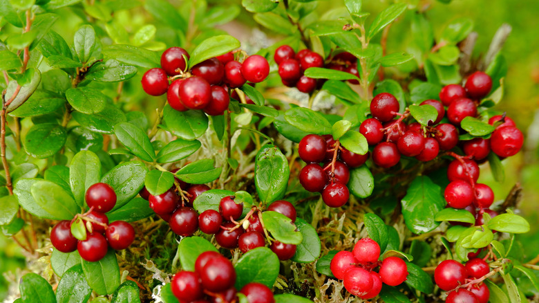 Bright red to dark red cranberries ripening on a bush