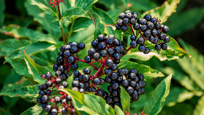 An elderberry bush full of dark purple ripened berries
