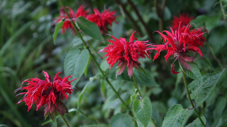 Flowering red and purple bee balm with dark green leaves