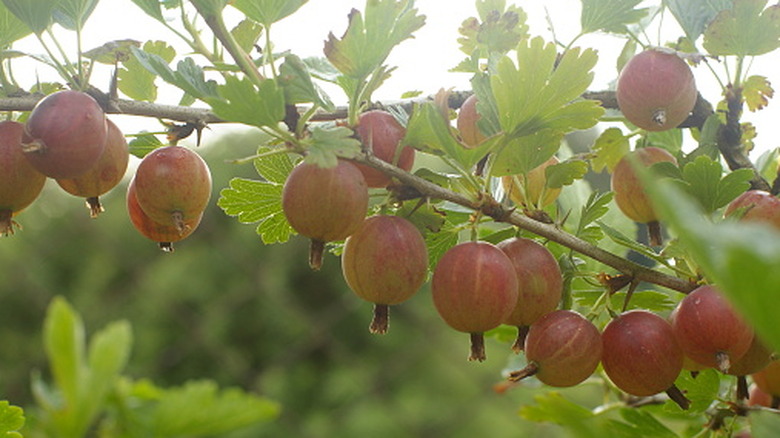A branch of ripening gooseberry on a stem with light green leaves