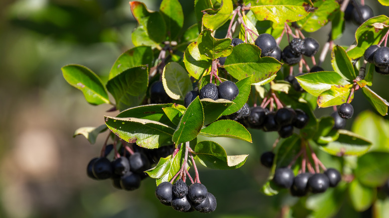 Chokecherry branch full of dark, fully ripened fruit ready to harvest